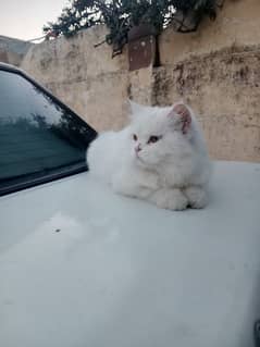 Persian Cat And 01 Pair kitten Male and Female