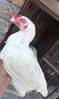 paper white heera madi white nok nali or lakha  chuza available