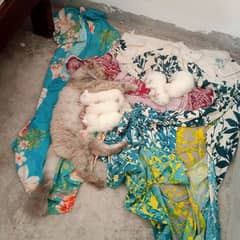 cats and babies 15 days