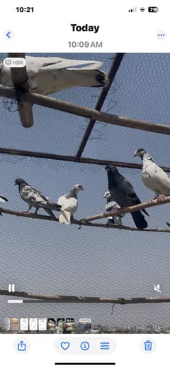 Pigeons for sale