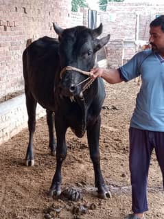 qurbani