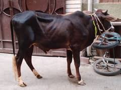 Qurbani ka janwar
