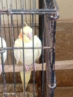 cockteil creme chick 5 months old