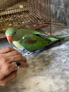 Kashmiri Raw Parrot pair