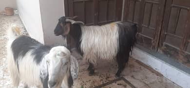 phari bakarey for sale