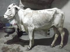 Dundi Wachi for qurbani full healthy and active