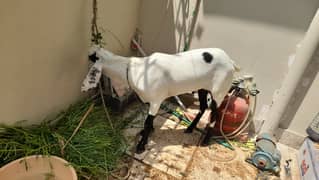 Qurbani Ka Bakra
