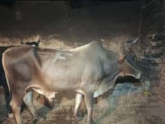 brown bull