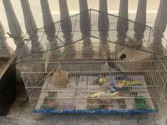 Cockatiels