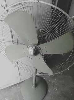 padistel fan