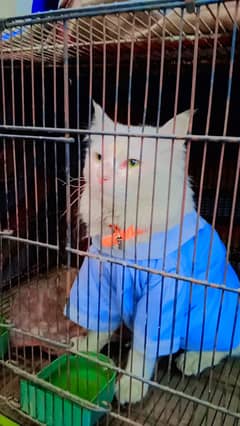 Cat for sale