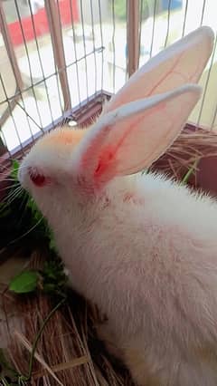 45 to 50 days female rabbit