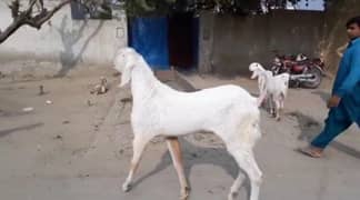 Rajanpuri