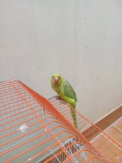 Ringneck Parrot male for sale