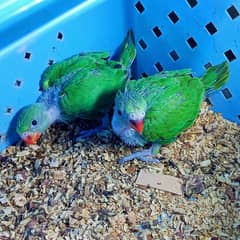Green Ringneck Chicks