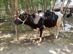 qurbani bull