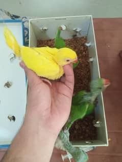 parrot