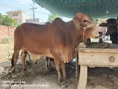 qurbani bulls/weiry available for sale