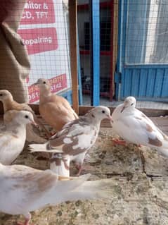 Dove