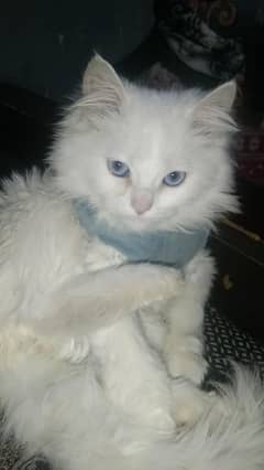 cat for sall