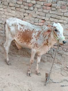 qurbani