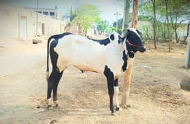 qurbani