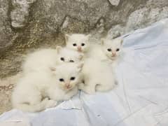 Persian Kittens White Colour