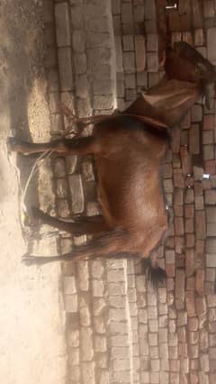 bakra for sale