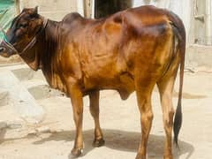 Bachiya for sale