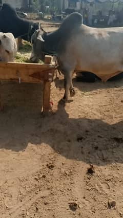 selling cows for Eid ul azha