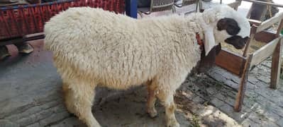 Chatra