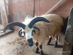 sheep for sale