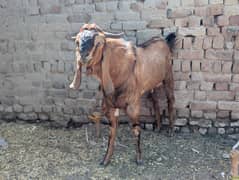 Desi Bakra