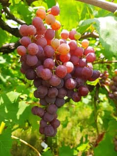 grapes - King Ruby 6 kanal