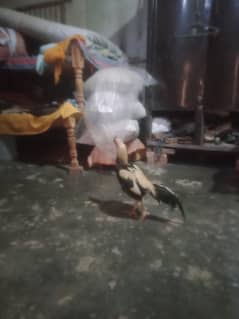 aseel mianwali blood line aseel jawa full masti ma ha
