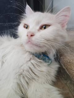 white Persian cat