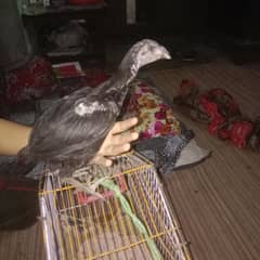 pure aseel