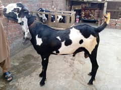 انڈل بکرا منہ سے دو دانت وزن 70 کلو