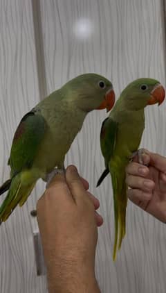 Handtame raw parrots pair