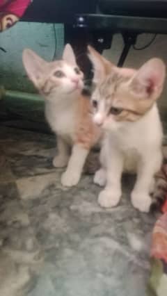 2 female kittens mix breed