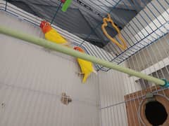 Latino parrots pair