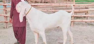 Qurbani lagne wala Rajan puri Bakra for sale call me,03228068296