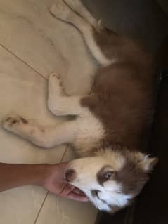 Siberian