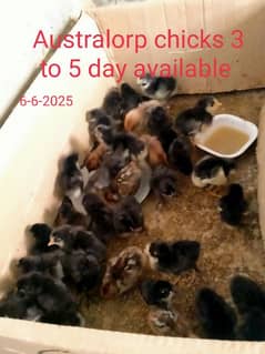 Australorp,