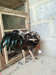 Jawa murga khandari murgi Sindhi murgi