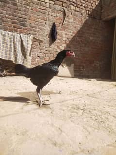 Aseel