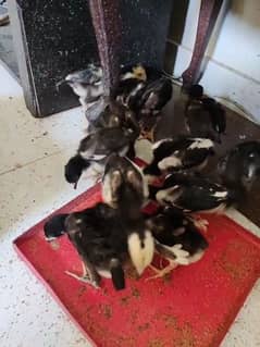 Shamo Chicks Available - Japanese o Shamo Chicks - White & Black