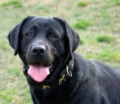 Labrador