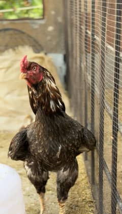 Top class breeder for sale 2.5 years old