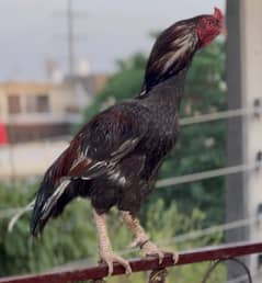 Breeder for sale in best quality age :2.5-3 years